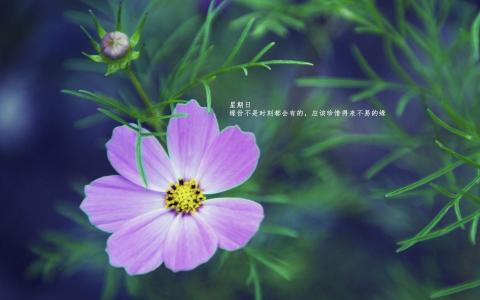 每日心语唯美治愈系文字语录绿色植物护眼壁纸高清下载第6张
