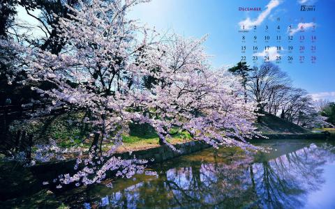 唯美浪漫的樱花桌面壁纸第1张