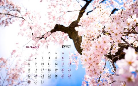 唯美浪漫的樱花桌面壁纸第3张