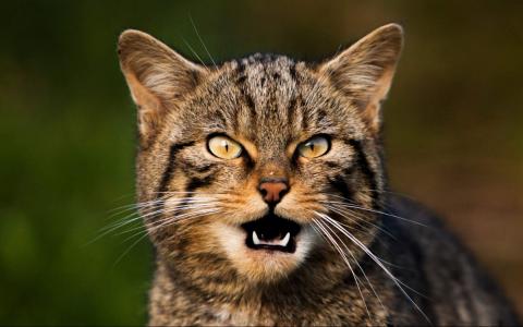 卖萌可爱猫咪高清图片大全宽屏电脑桌面壁纸下载第一辑第1张
