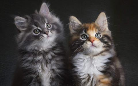 卖萌可爱猫咪高清图片大全宽屏电脑桌面壁纸下载第一辑第2张