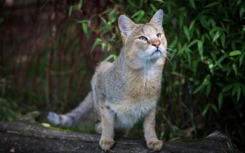 卖萌可爱猫咪高清图片大全宽屏电脑桌面壁纸下载第一辑第3张
