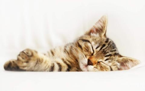 卖萌可爱猫咪高清图片大全宽屏电脑桌面壁纸下载第二辑第0张