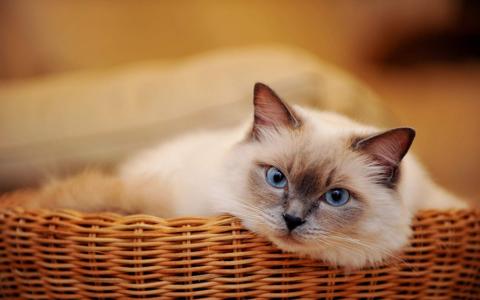 卖萌可爱猫咪高清图片大全宽屏电脑桌面壁纸下载第二辑第1张