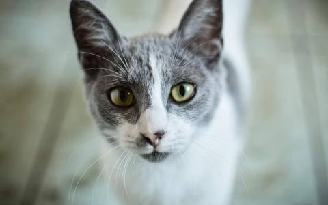 卖萌可爱猫咪高清图片大全宽屏电脑桌面壁纸下载第二辑第3张