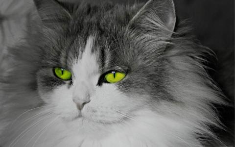 卖萌可爱猫咪高清图片大全宽屏电脑桌面壁纸下载第二辑第4张