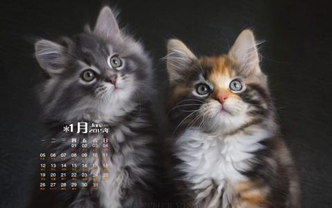 可爱宠物小猫咪呆萌抓拍特写桌面壁纸下载第2张