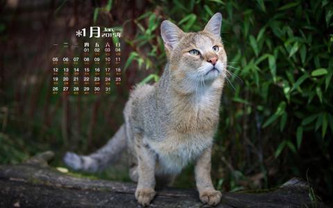 可爱宠物小猫咪呆萌抓拍特写桌面壁纸下载第3张