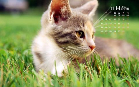 猫咪图片 _ 第(3)张