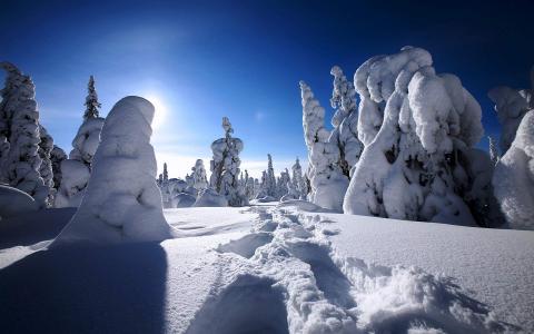入冬下雪高清手机壁纸744*1392第4张