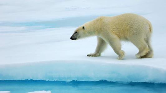 大雪中嬉戏的可爱北极熊高清图片雪中动物桌面壁纸下载第二辑第0张