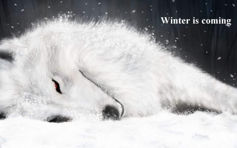 美丽冬季雪地上的狼高清图片雪中动物桌面壁纸下载第二辑第2张