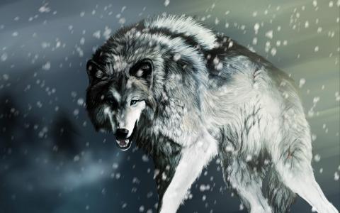 美丽冬季雪地上的狼高清图片雪中动物桌面壁纸下载第二辑第3张