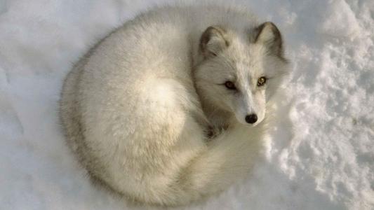 冬季雪地上的美丽白狐狸高清图片雪中动物桌面壁纸下载第1张