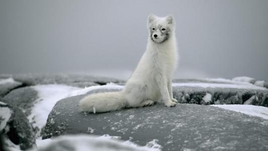 冬季雪地上的美丽白狐狸高清图片雪中动物桌面壁纸下载第2张