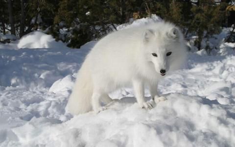 冬季雪地上的美丽白狐狸高清图片雪中动物桌面壁纸下载第6张