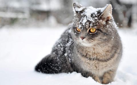 可爱黑猫高清动物图片合集宽屏电脑桌面壁纸下载第一辑第0张