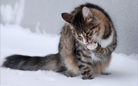 可爱黑猫高清动物图片合集宽屏电脑桌面壁纸下载第一辑第1张
