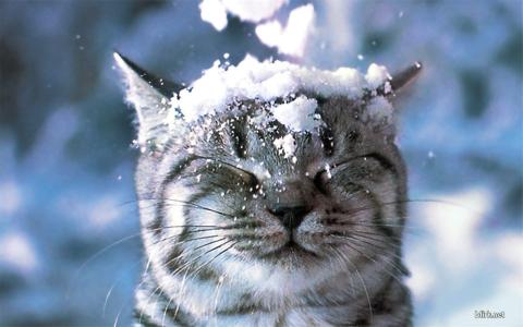 可爱黑猫高清动物图片合集宽屏电脑桌面壁纸下载第一辑第2张