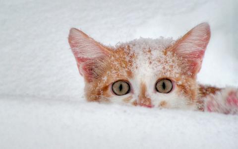 可爱黑猫高清动物图片合集宽屏电脑桌面壁纸下载第一辑第3张