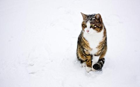 可爱黑猫高清动物图片合集宽屏电脑桌面壁纸下载第一辑第6张