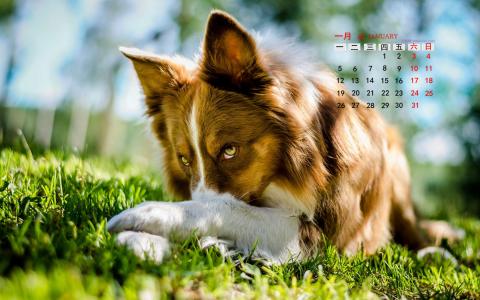 萌狗狗图片 _ 第(6)张