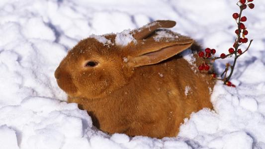 冬季雪中动物美丽雪景中可爱小动物高清图片素材桌面壁纸下载第4张