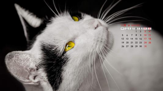 猫咪图片 _ 第(2)张