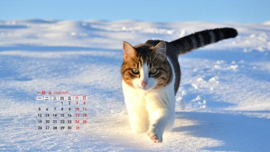 高清小萌猫可爱乖巧猫咪图片合集电脑桌面壁纸下载第二辑第4张