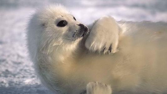 冬季大雪中的可爱小海豹高清图片雪中动物桌面壁纸下载第0张