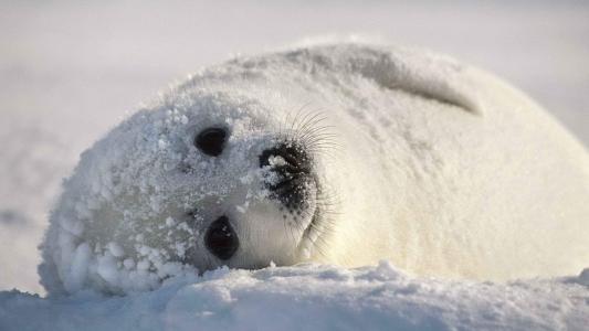 冬季大雪中的可爱小海豹高清图片雪中动物桌面壁纸下载第1张