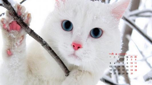 第0张