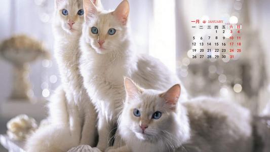 高清小萌猫可爱乖巧猫咪图片合集电脑桌面壁纸下载第二辑第4张