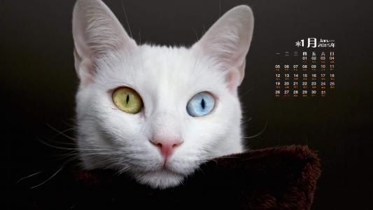 猫咪图片 _ 第(2)张