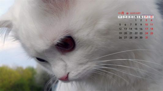 猫咪图片 _ 第(4)张