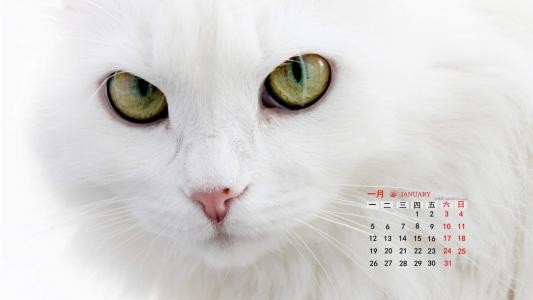 猫咪图片 _ 第(5)张