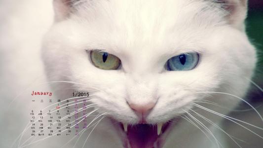 猫咪第1张