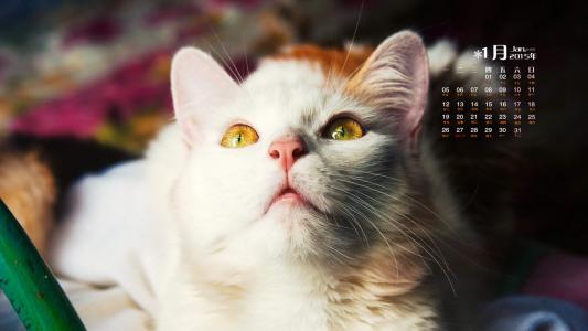 猫咪第3张