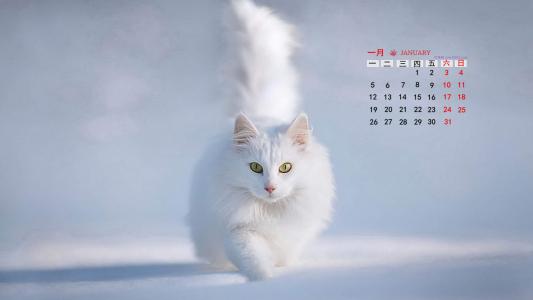 喵星人萌宠猫咪高清电脑桌面壁纸第0张
