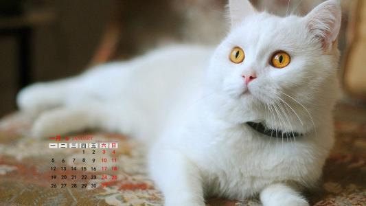 喵星人萌宠猫咪高清电脑桌面壁纸第2张