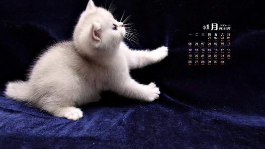 喵星人萌宠猫咪高清电脑桌面壁纸第4张