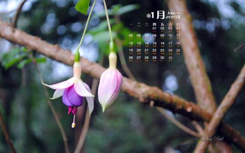 花园壁纸图片 _ 第(1)张