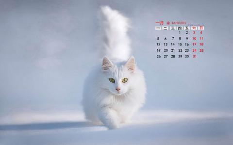 2015年1月日历壁纸动物宠物之白色小猫高清素材图片合集5P(二)第0张