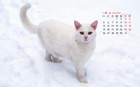 2015年1月日历壁纸动物宠物之白色小猫高清素材图片合集5P(二)第4张