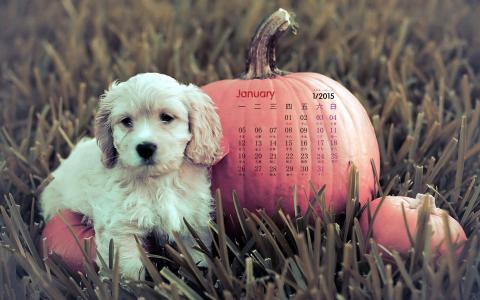2015年1月日历壁纸让人心动的可爱小动物高清图片下载第二辑第2张
