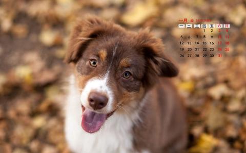 2015年1月日历壁纸让人心动的可爱小动物高清图片下载第二辑第3张