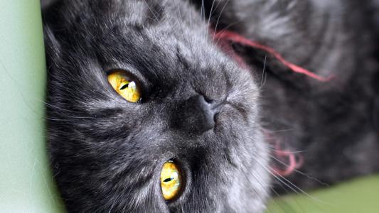 2022年9月日历可爱动物猫咪高清桌面壁纸图片第1张