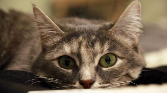 2022年9月日历可爱动物猫咪高清桌面壁纸图片第3张
