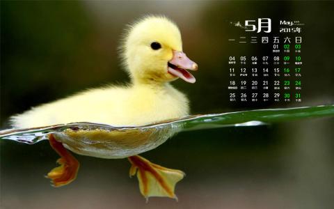 鸭图片图片 _ 第(1)张