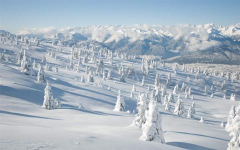 入冬下雪高清手机壁纸744*1392第6张